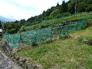 akasawa5.JPG