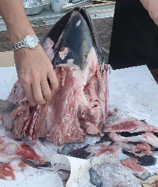 maguro3.JPG