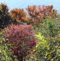 momiji1.JPG