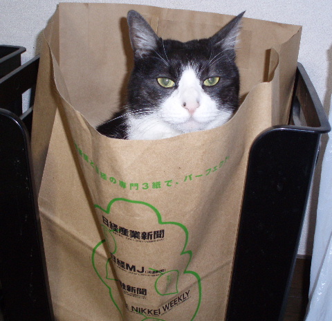 neko3.JPG