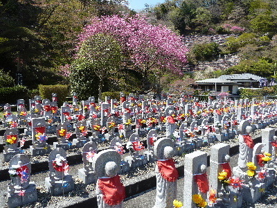 ogano4.JPG