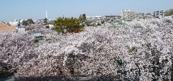 sakura.JPG